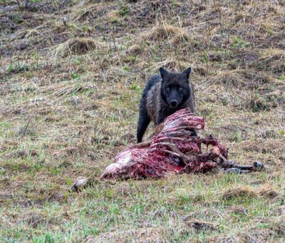 Wapiti Lake pack black wolf staring over the elk carcass.jpg