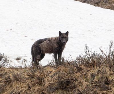 Wapiti Lake pack brindle wolf against the snow.jpg