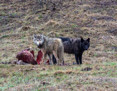 Wapiti Lake pack grey and black wolf on the elk carcass at Alum Creek.jpg