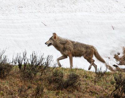 Wapiti Lake pack grey wolf against the snow.jpg