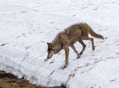Wapiti Lake pack grey wolf coming down the snowy hill.jpg
