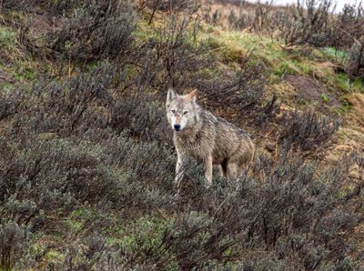 Wapiti Lake pack grey wolf in the grass on the hillside.jpg