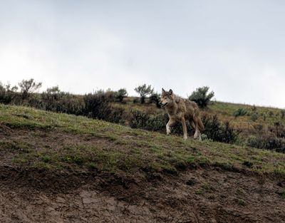 Wapiti Lake pack grey wolf on the hill.jpg