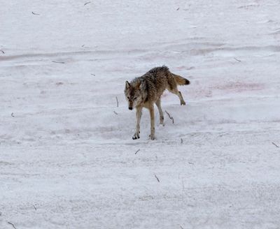 Wapiti Lake pack grey wolf on the snow pack.jpg