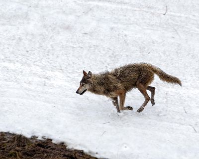 Wapiti Lake pack grey wolf running down the snowy hill.jpg