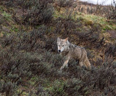 Wapiti Lake pack grey wolf walking through the grass on the hillside.jpg