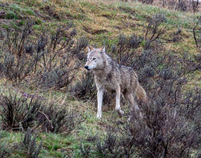 Wapiti Lake pack grey wolf walking through the grass.jpg