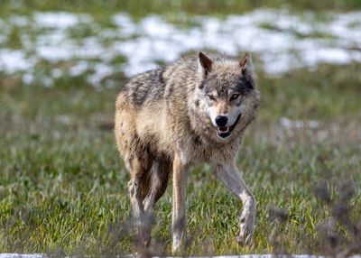 Wapiti Lake pack wolf in the Hayden Valley teeth bared.jpg