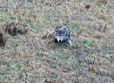 Wapiti Lake pack wolf laying in the grass.jpg