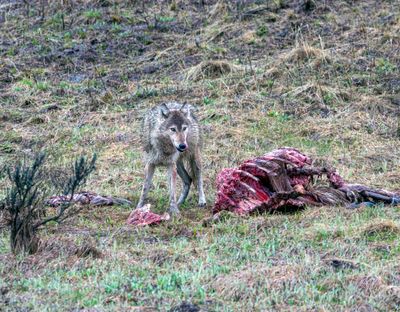 Wapiti Lake pack wolf licking her chops.jpg