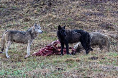 Wapiti Lake pack wolves on an elk kill at Alum Creek.jpg