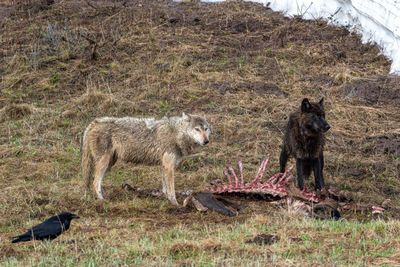Wapiti Lake pack wolves on the remains of the carcass.jpg