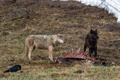 Wapiti Lake pack wolves with the leftovers.jpg