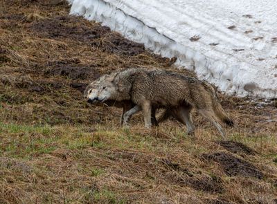 Wolf Greeting at Alum Creek.jpg