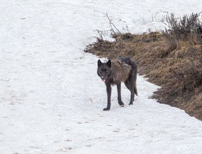 Wolf with his tongue out.jpg