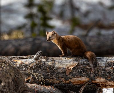 American Marten Looking Left.jpg