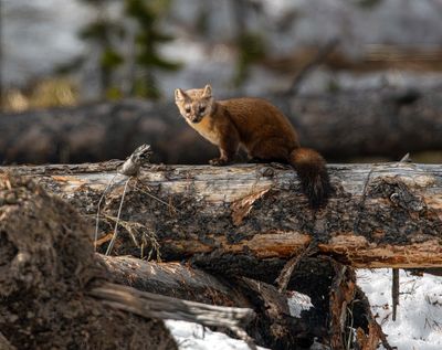 American Marten on a Log at Bridge Bay Looking Forward.jpg