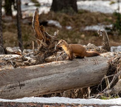 American Marten on a log at Bridge Bay.jpg