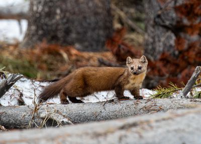 American Marten on the log.jpg