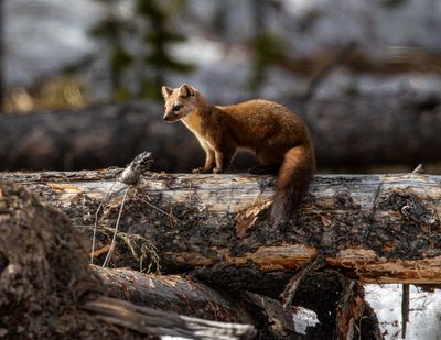 American Marten.jpg