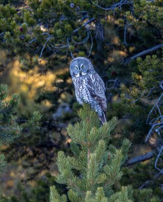 Great Grey Owl at Bridge Bay in a Tree.jpg