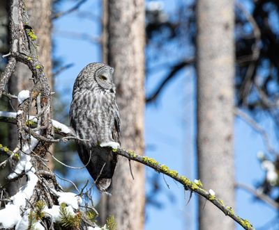 Great Grey Owl on the Pelican Valley Trail.jpg