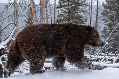 Grizzly Boar near Sedge Bay.jpg