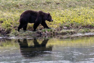 Grizzly by the Yellowstone river.jpg
