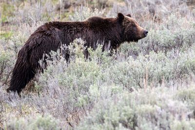 Grizzly near Bridge Bay.jpg