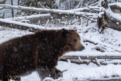 Grizzly near Sedge Bay.jpg