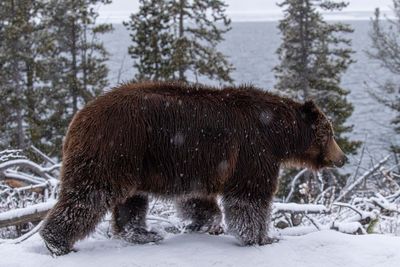 Grizzly on the road to Sedge Bay.jpg