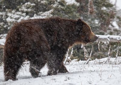 Grizzly on the road.jpg