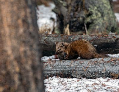 Marten at Bridge Bay with a Ground Squirrel.jpg