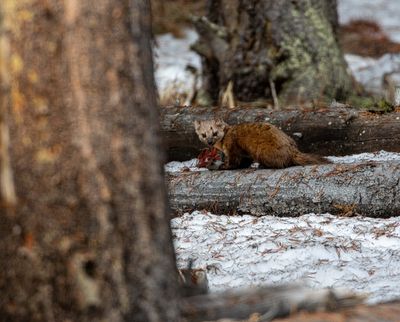 Marten at Bridge Bay.jpg