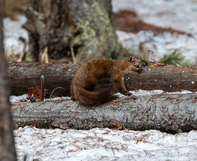 Marten cleaning up after breakfast.jpg
