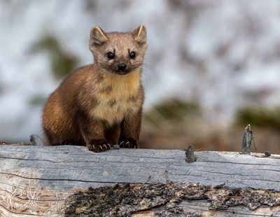 Marten closeup.jpg