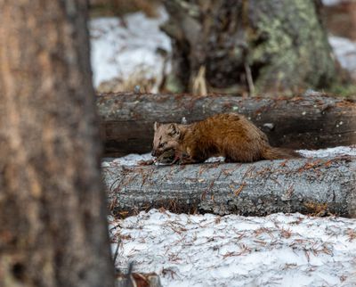 Marten Eating Breakfast.jpg