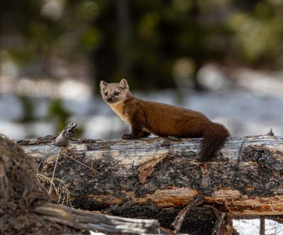 Marten Looking out on a log.jpg