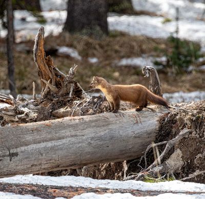 Marten on the log at Bridge Bay.jpg