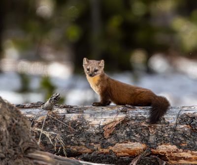 Marten on the lookout.jpg