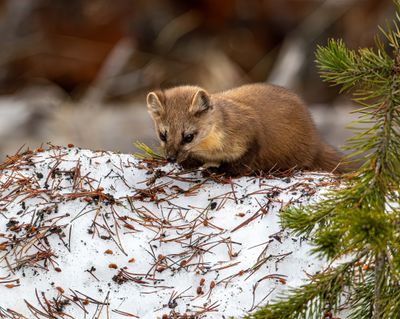 Marten on the snow.jpg