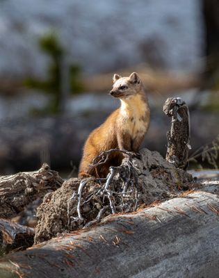 Marten on watch.jpg