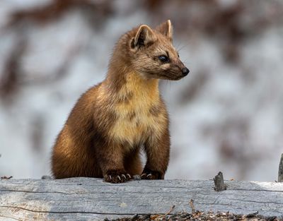 Marten profile.jpg