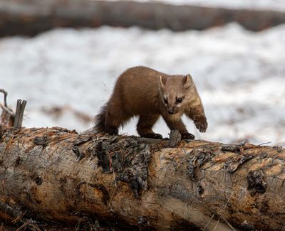 Marten running on a log.jpg