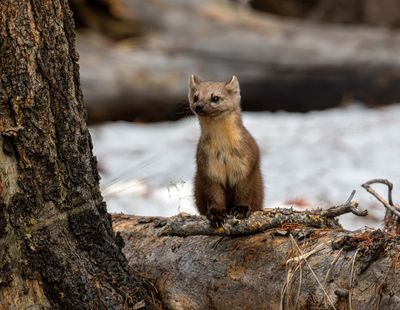 Marten Sitting.jpg