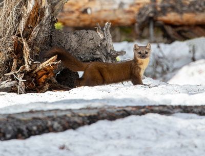 Pine Marten by the Stump.jpg