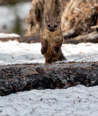 Pine Marten Jumping over a log in Bridge Bay.jpg