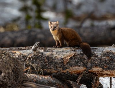Pine Marten on a log at the Bridge Bay campground.jpg