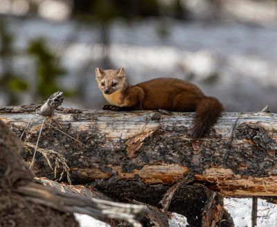 Pine Marten relaxing on a log.jpg