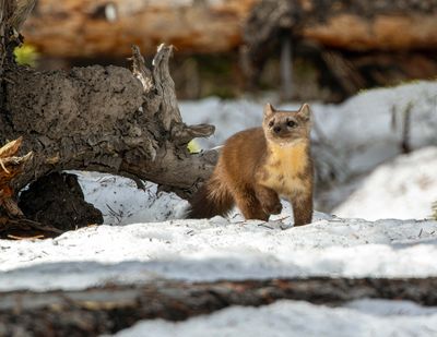 Pine marten taking a step.jpg
